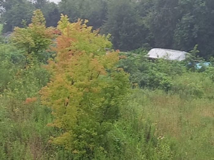 본건 토지에 식재되어 있는 단풍나무 유목