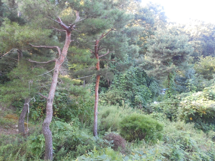 경기도 용인시 수지구 신봉동 745-7