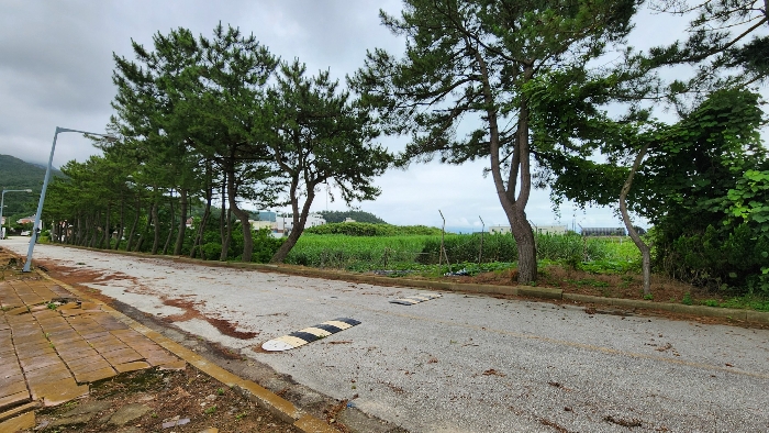 본건 토지 기호(3,6) 및 인접도로