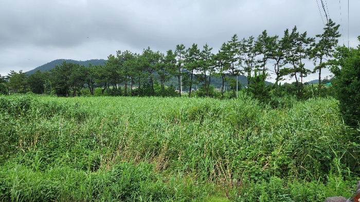 본건 토지 기호(2,4)