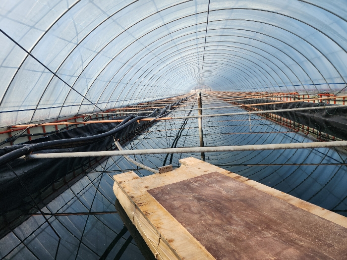 본건 토지상의 비닐하우스 양식장 내부