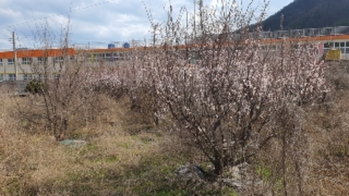 본건 내 제시외