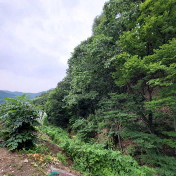 본건 토지 전경