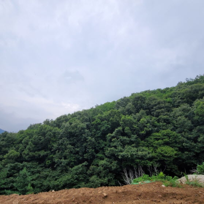 본건 토지 전경