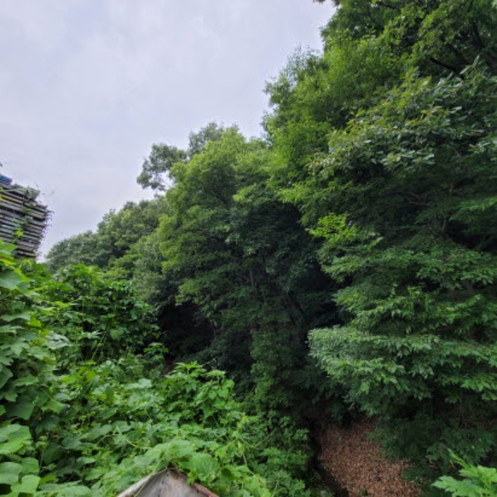 본건 토지 전경