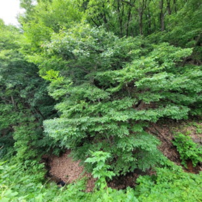 본건 토지 전경