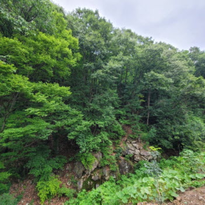 본건 토지 전경