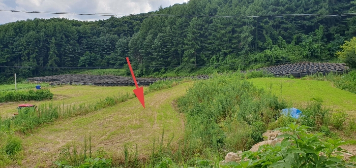 본건전경(기호3