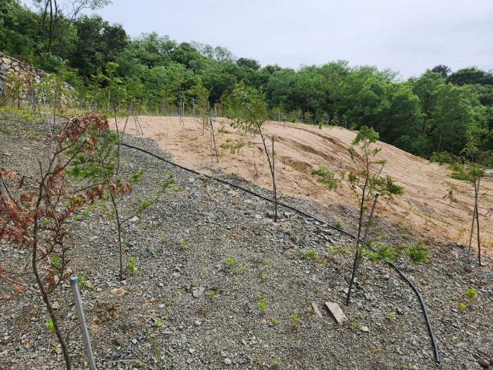 기호(5)지상 제시외수목