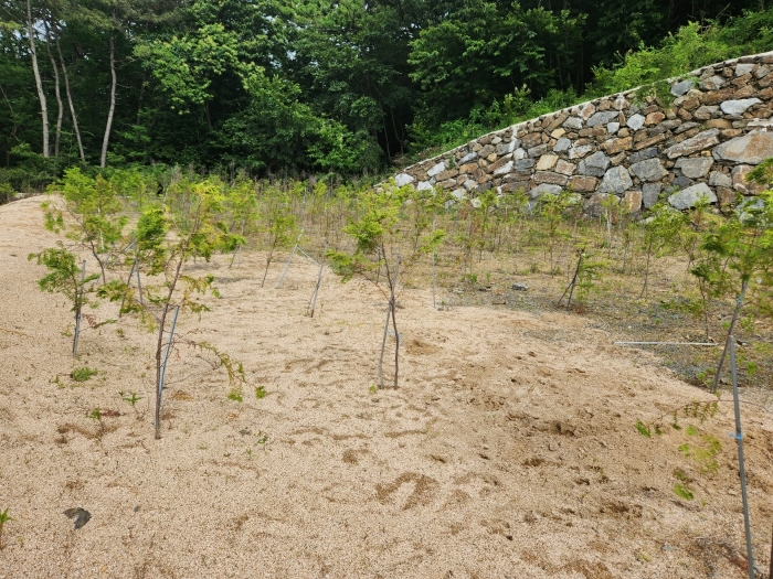 기호(5)지상 제시외수목