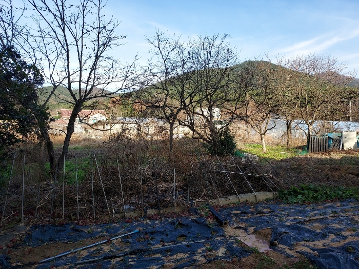 본건 토지상 소재 감나무 등