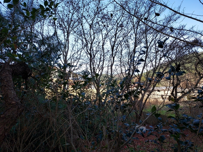 본건 토지상 소재 단충나무 등