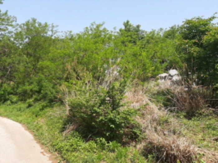 목록4 전경(도로옆 숲-평탄작업 이후 잡풀,잡목이 우거짐)