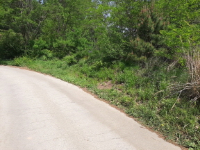 목록4 전경(도로옆 숲-평탄작업 이후 잡풀,잡목이 우거짐)