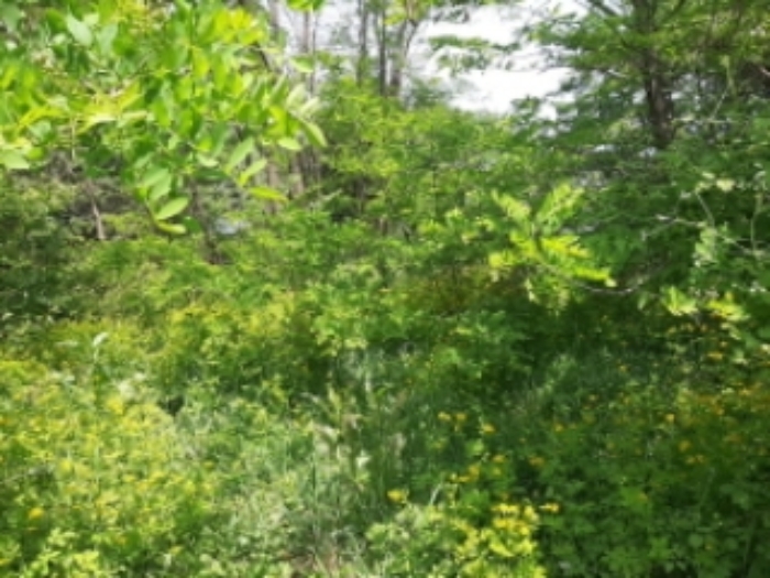 목록4 전경(도로옆 숲-평탄작업 이후 잡풀,잡목이 우거짐)