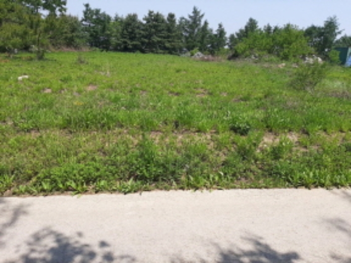 목록5 전경(도로옆 나대지-잡풀이 자라고 있음-끝부분에 제시외 정원석이 쌓여 있음)