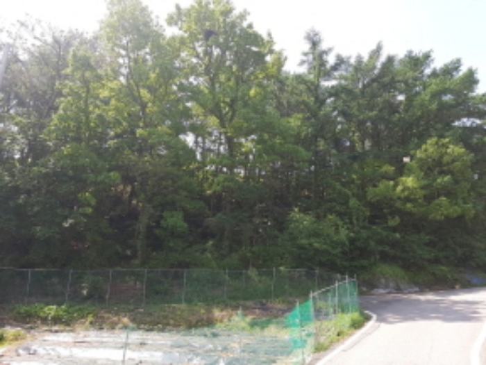 목록1 전경(도로 옆 경사면-키큰 나무들이 울창함)