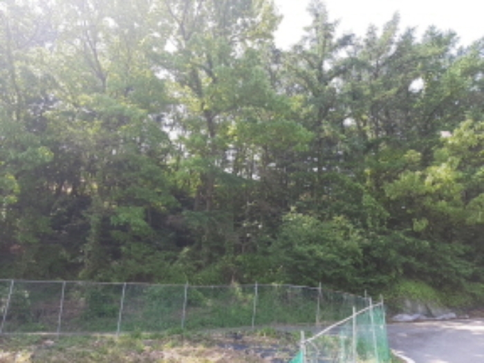 목록1 전경(도로 옆 경사면-키큰 나무들이 울창함)