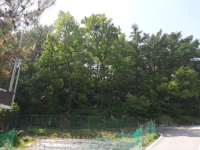 목록1 전경(도로 옆 경사면-키큰 나무들이 울창함)