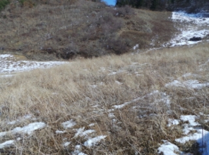 본건 근거리에서 촬영한 것임