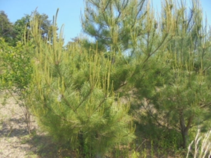 목적물 1번,2번에 소나무