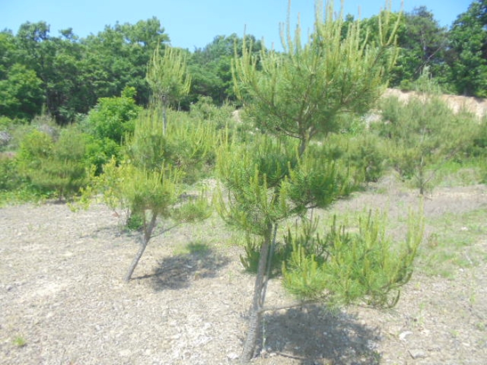 목적물 1번,2번에 소나무