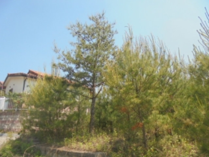 목적물 5번에 소나무