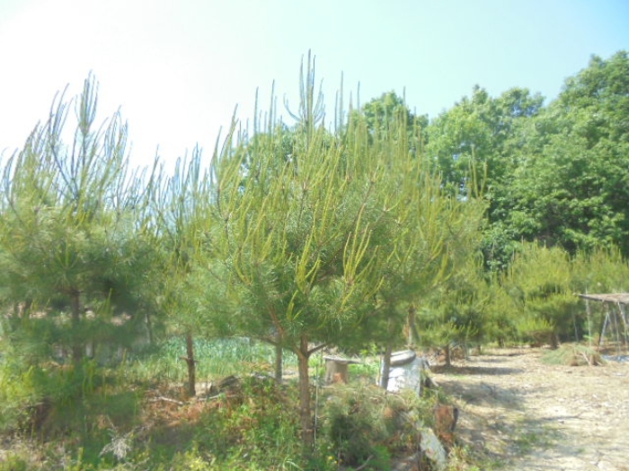 목적물 3번에 소나무