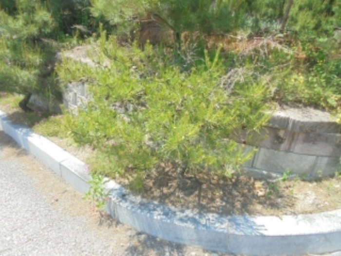 목적물 3번에 조경수