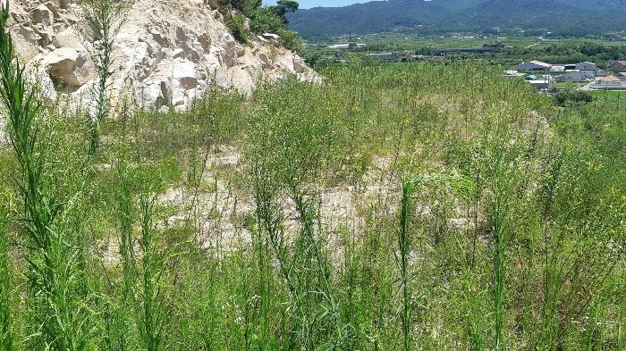 본건 번호 (1) 토지 젼경1