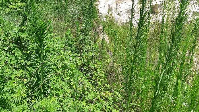 본건 번호 (1) 토지 서측 법면 젼경