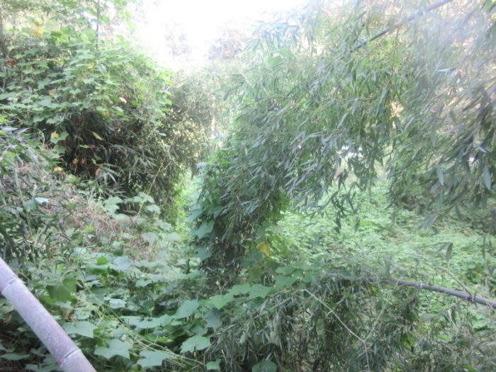 북측에서 본 기