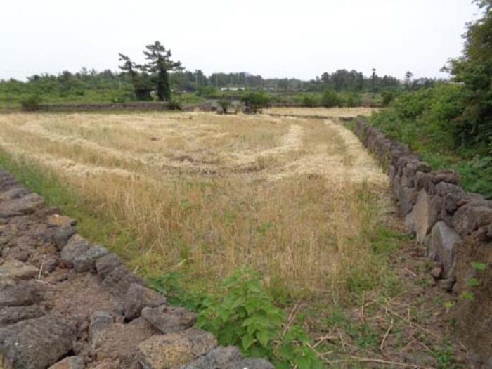 소재지2(협재리 2216)