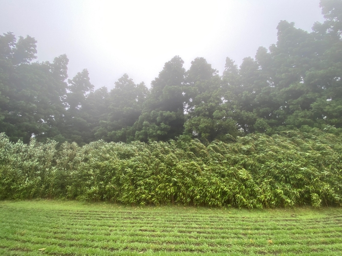 일련번호 3 자연림부분