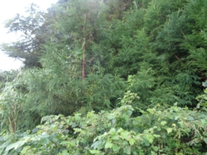 소재지3(봉성리 51-2) 전경 사진