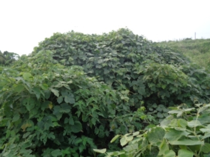 소재지6(봉성리