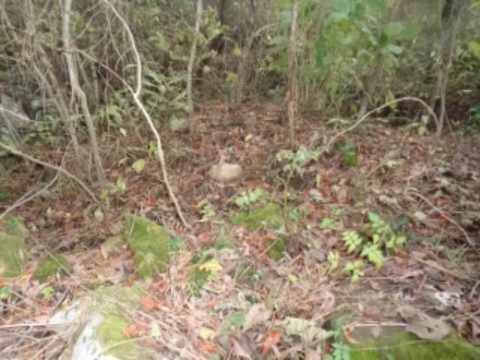 본건(아라일동 394-1) 지상 제시외 분묘 사진