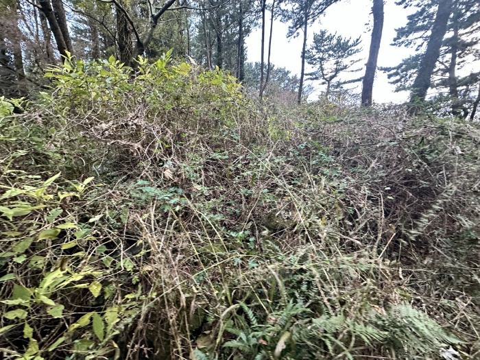 본건 지상 소재 분묘