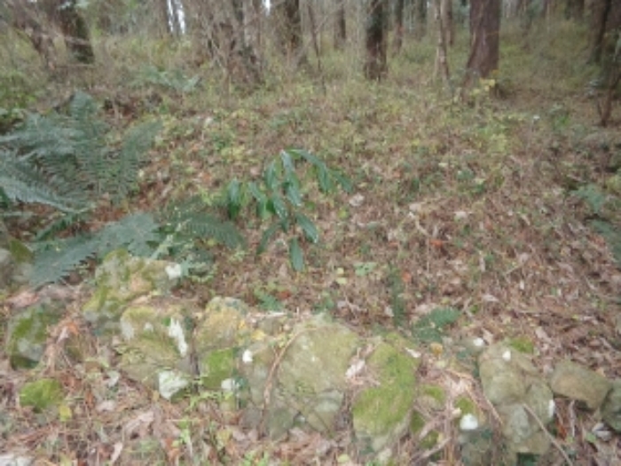 본건(아라일동 394-1) 지상 제시외 분묘 사진