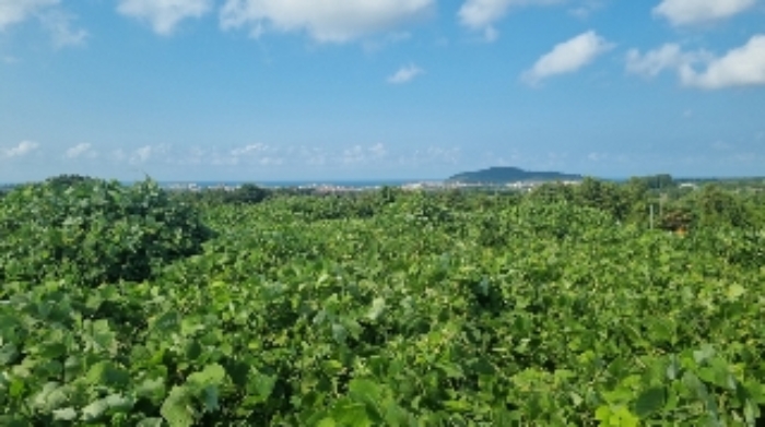 소재지1(함덕리 1991-2) 전경