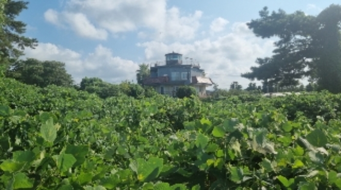 소재지9(함덕리 1991-3) 전경