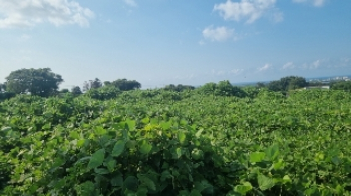 소재지2(함덕리 1991-1) 전경