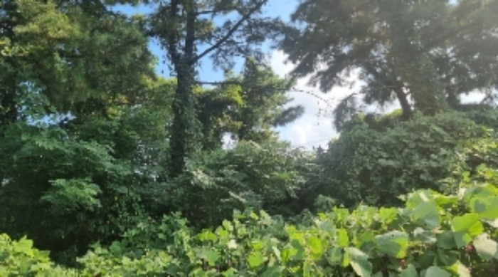 소재지3(함덕리 1991-15) 전경