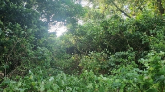 소재지4(함덕리 1991-8) 전경