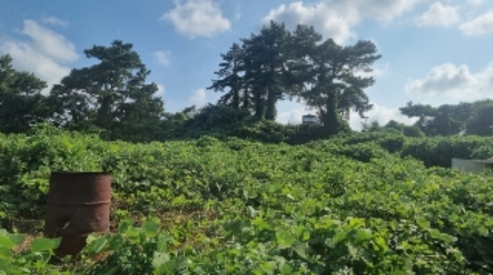 소재지5(함덕리 1991-11) 전경