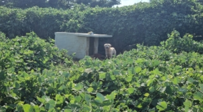 소재지5(함덕리 1991-11) 지상에 소재한 견사1동