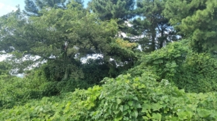 소재지7(함덕리 1991-10) 전경