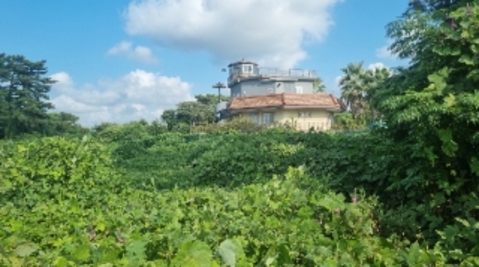 소재지8(함덕리 1991-5) 전경