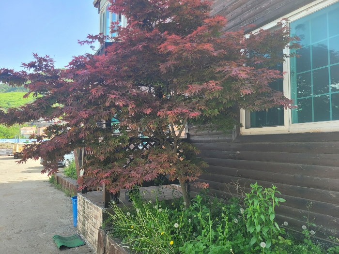 제시외수목(ㄴ)