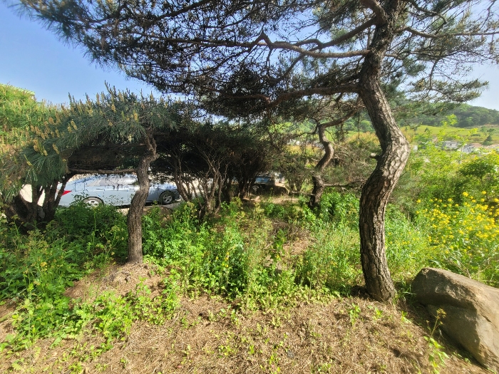 제시외수목(ㄴ)